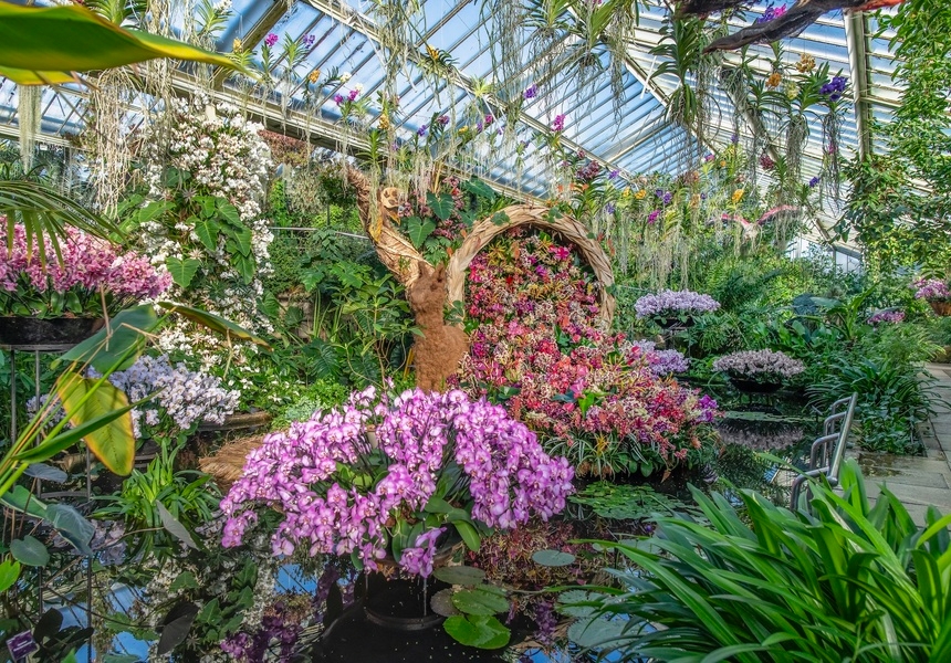 Kew Gardens Orchid Festival